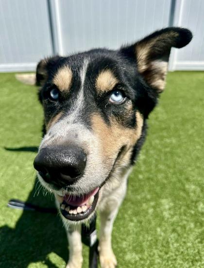 Enlarge Blue, a ADOPTABLE mixed breed in Downers Grove, IL image 5/5