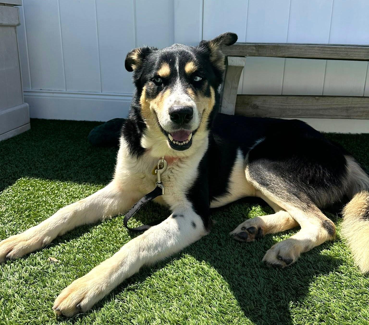Blue, ADOPTABLE, Adult Male Husky.