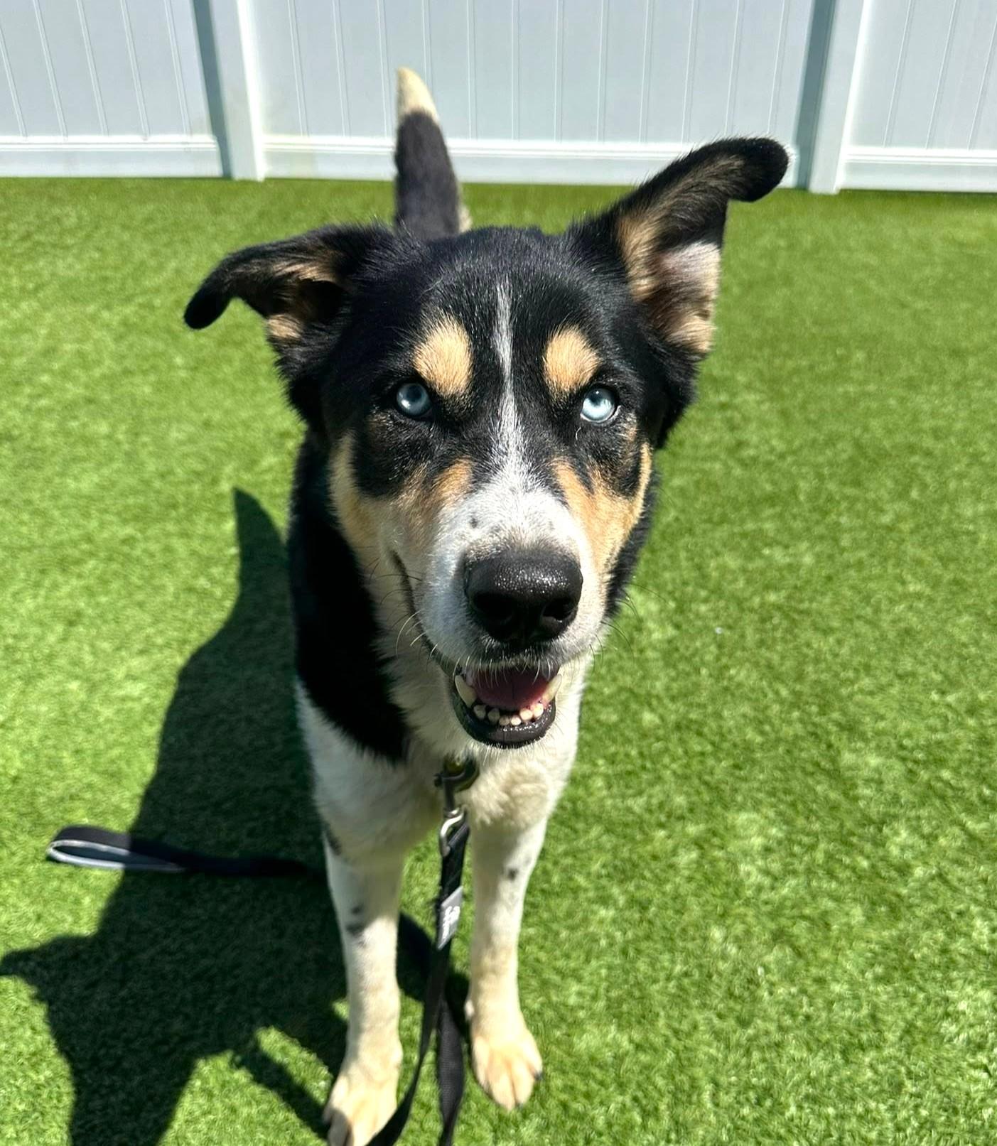 Enlarge Blue, a ADOPTABLE mixed breed in Downers Grove, IL image 2/5