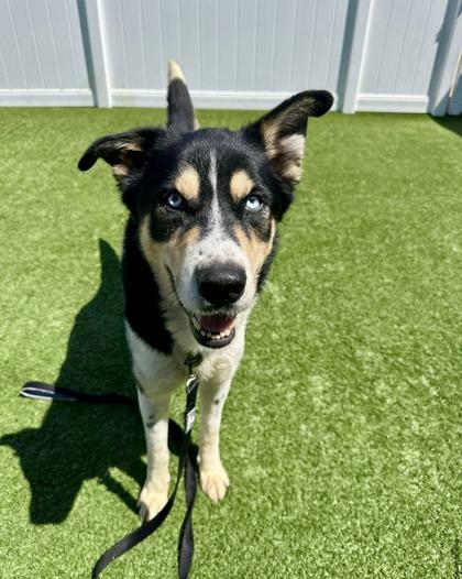 Enlarge Blue, a ADOPTABLE mixed breed in Downers Grove, IL image 3/5