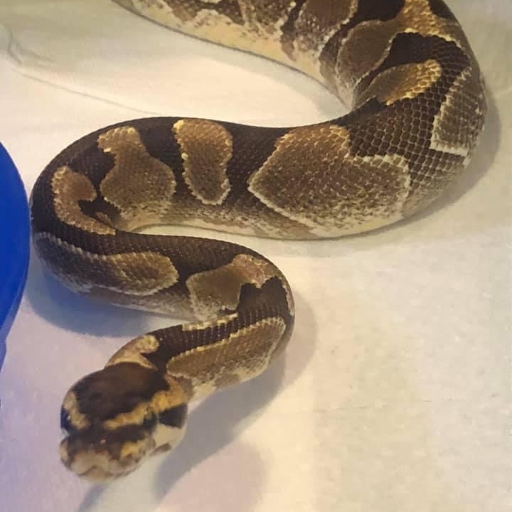 Enlarge Loras, an adoptable Ball Python in Durham, NC image 3/3