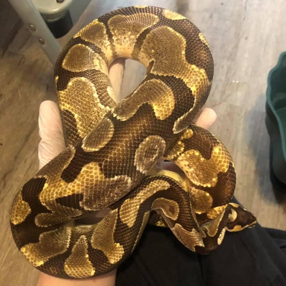 Loras, adoptable, Adult Male Ball Python.