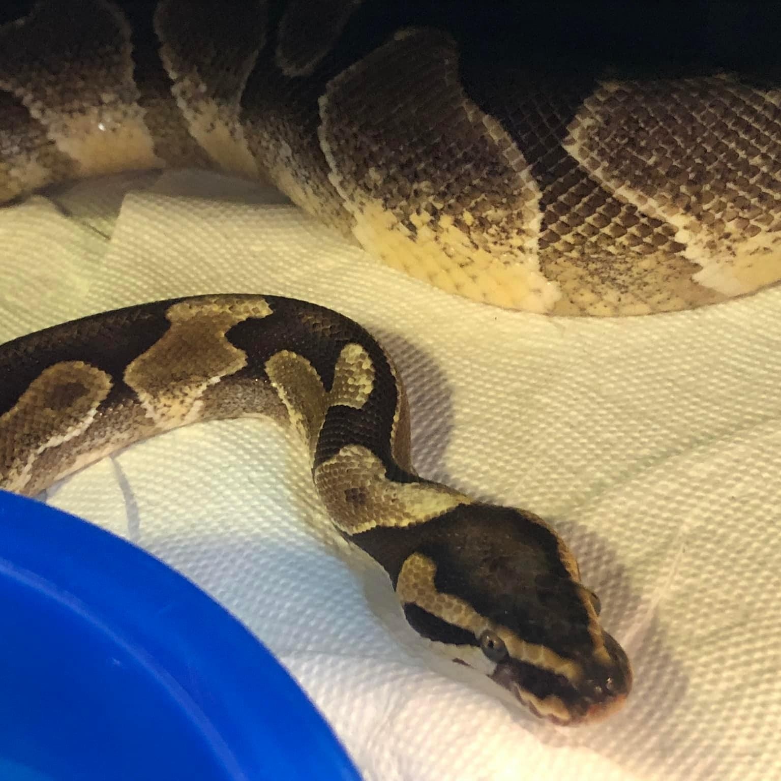 Enlarge Loras, an adoptable Ball Python in Durham, NC image 2/3