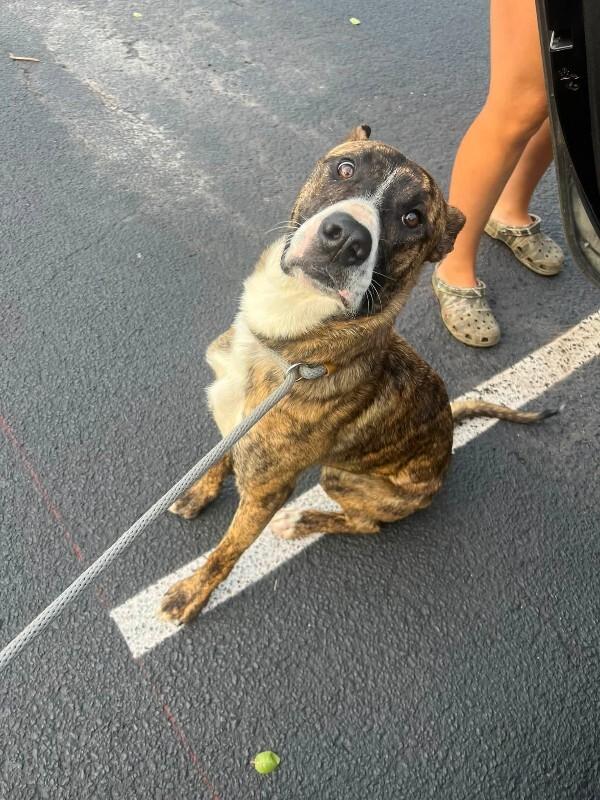 Enlarge Brisket, a Adoptable mixed breed in Georgetown, OH image 1/1