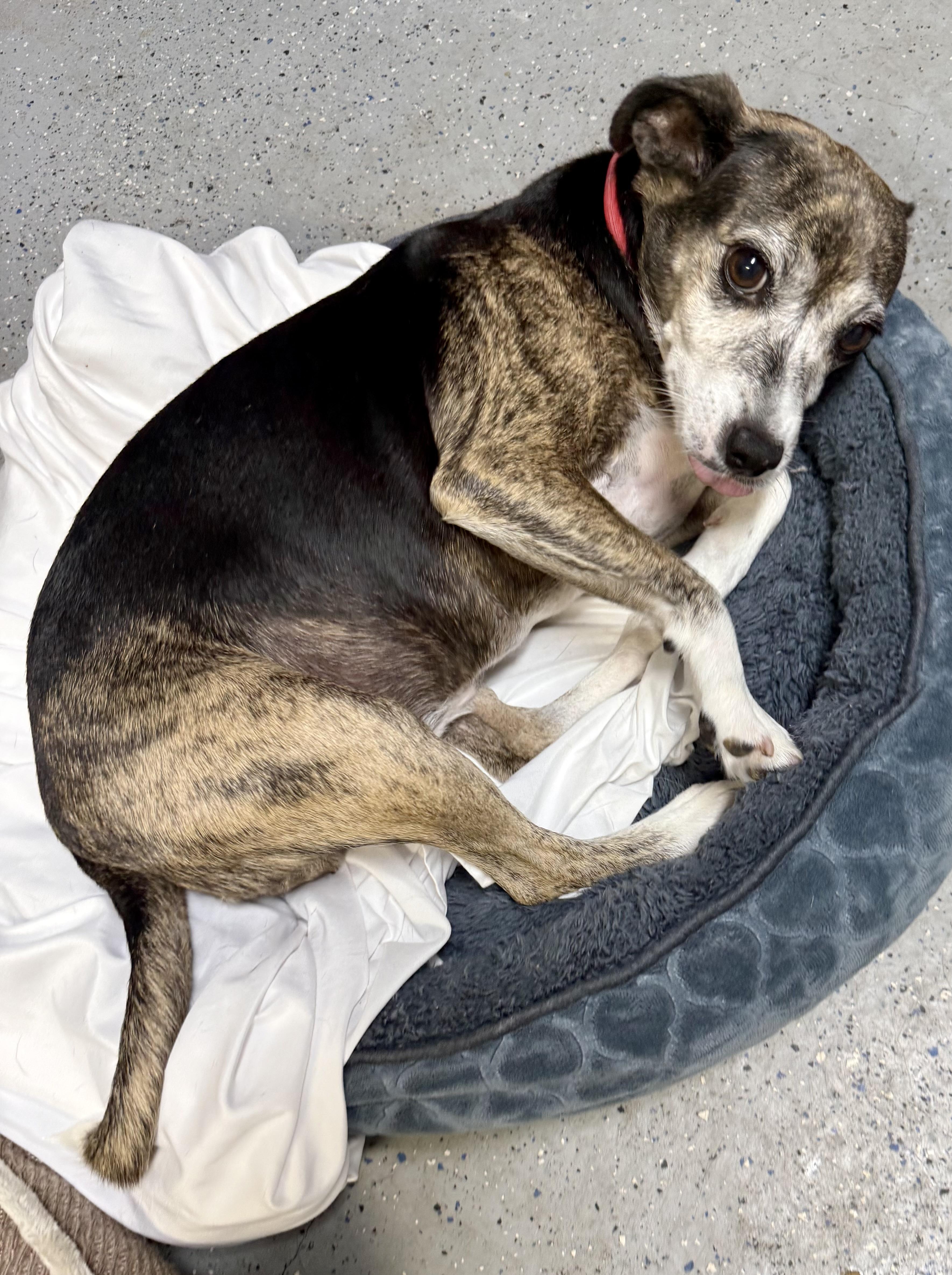 Enlarge Sweet Adorable Amy, a Adoptable mixed breed in Boca Raton, FL image 5/6