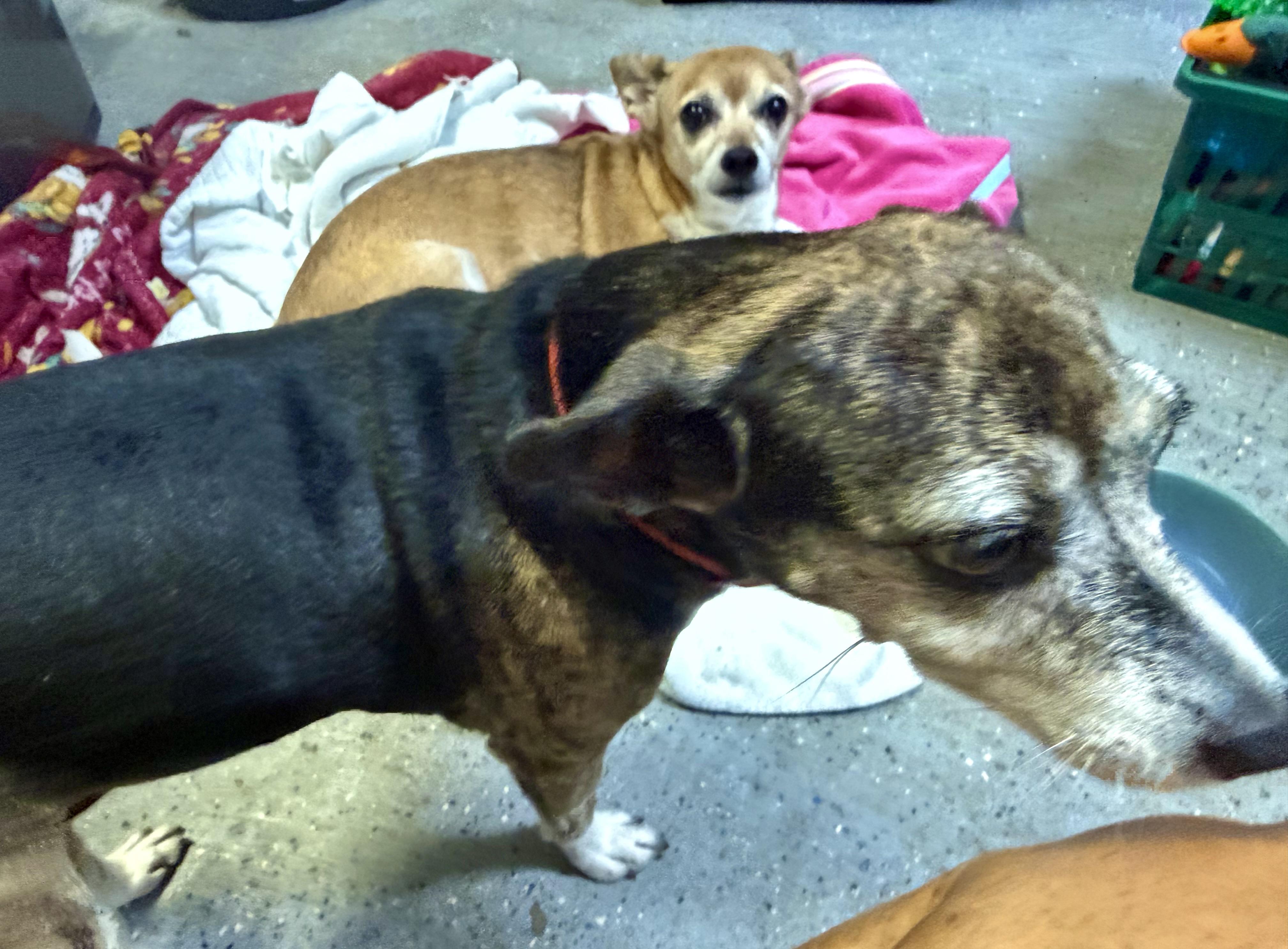 Enlarge Sweet Adorable Amy, a Adoptable mixed breed in Boca Raton, FL image 6/6