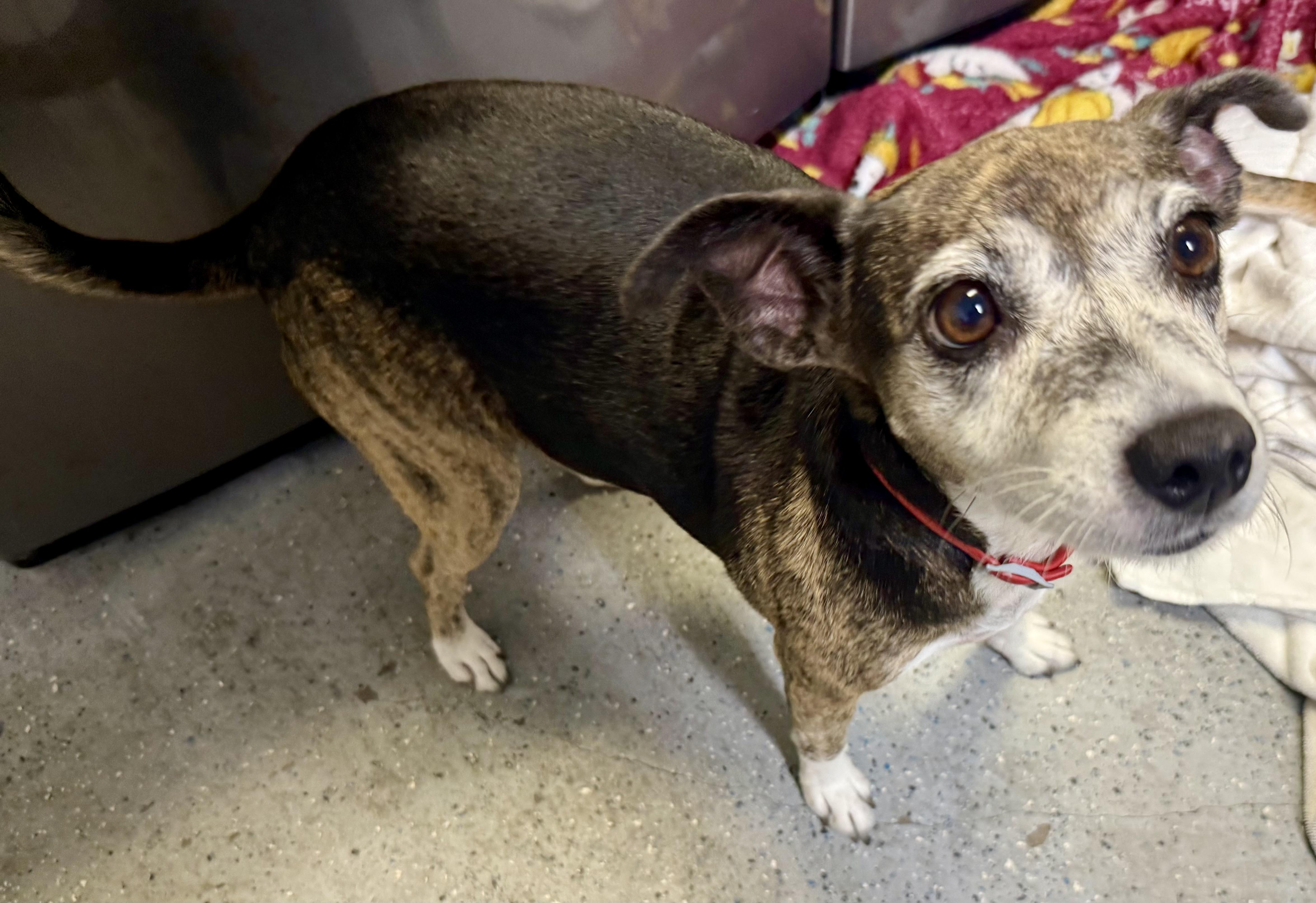 Sweet Adorable Amy, Adoptable, Adult Female Italian Greyhound & Terrier.