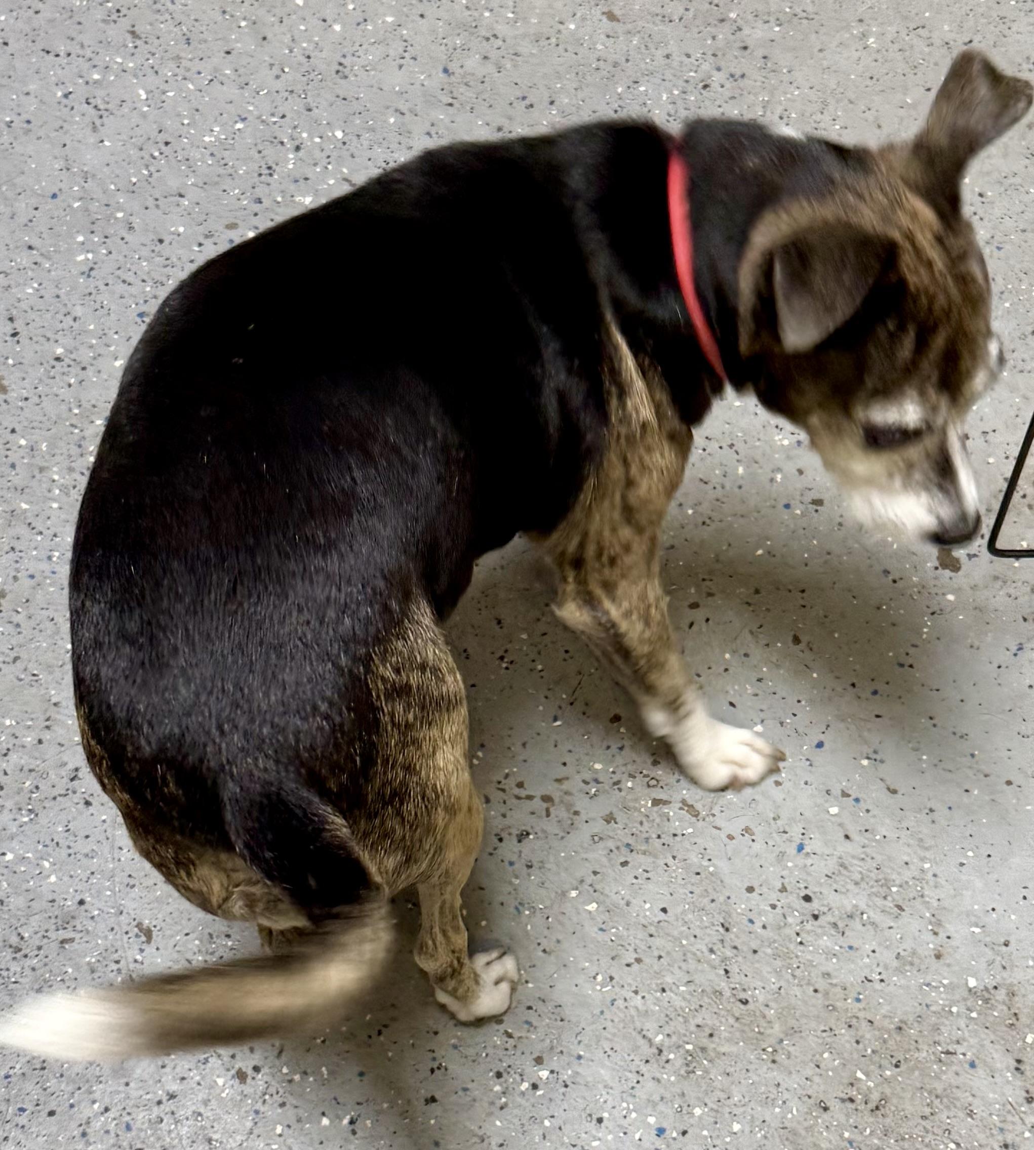 Enlarge Sweet Adorable Amy, a Adoptable mixed breed in Boca Raton, FL image 3/6