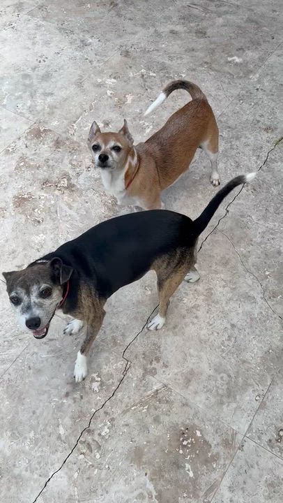 Enlarge Sweet Adorable Amy, a Adoptable mixed breed in Boca Raton, FL video 2/6