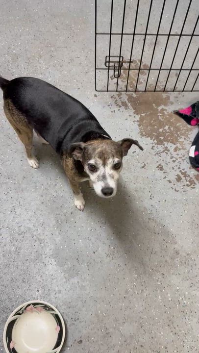 Enlarge Sweet Adorable Amy, a Adoptable mixed breed in Boca Raton, FL video 4/6