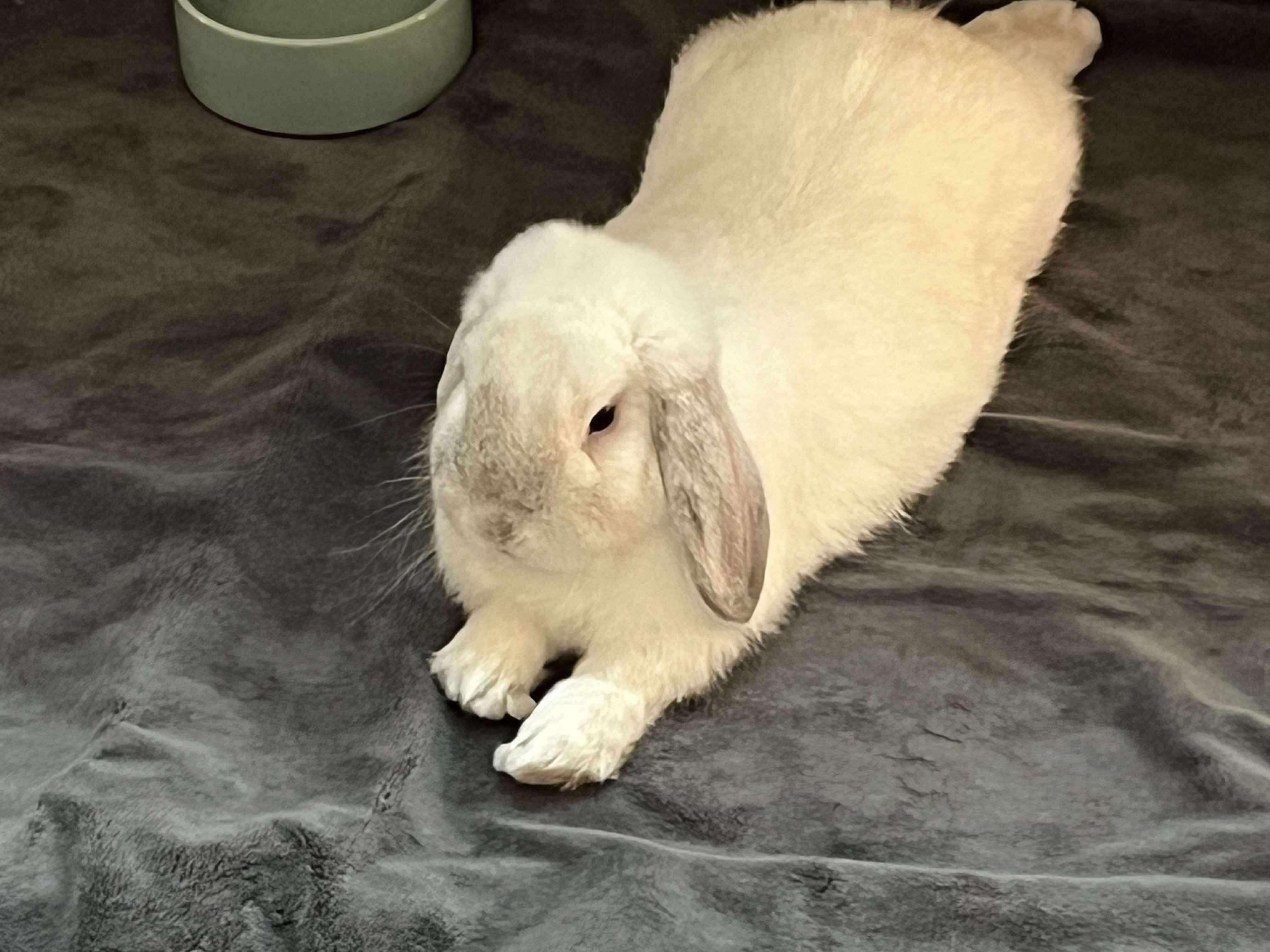 Enlarge Benny, an adopted Lop Eared in Wilkes-Barre, PA image 1/1