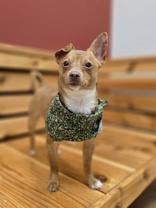 Butler, Adoptable, Adult Male Chihuahua.