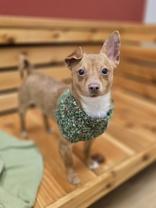 Butler, a Adoptable mixed breed in Woodstock, IL image 3/5