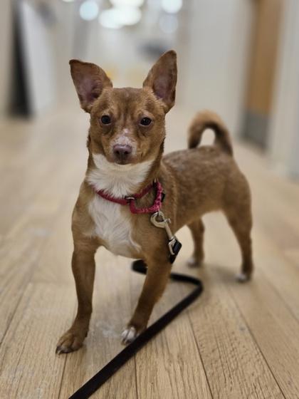 Butler, Adoptable, Adult Male Chihuahua.