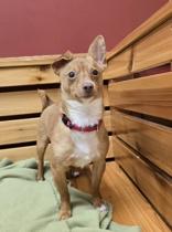 Butler, a Adoptable mixed breed in Woodstock, IL image 2/5