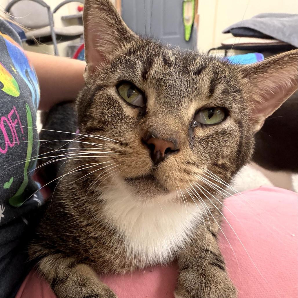 Farfalle, a Adoptable Domestic Short Hair in Pontiac, IL image 1/5