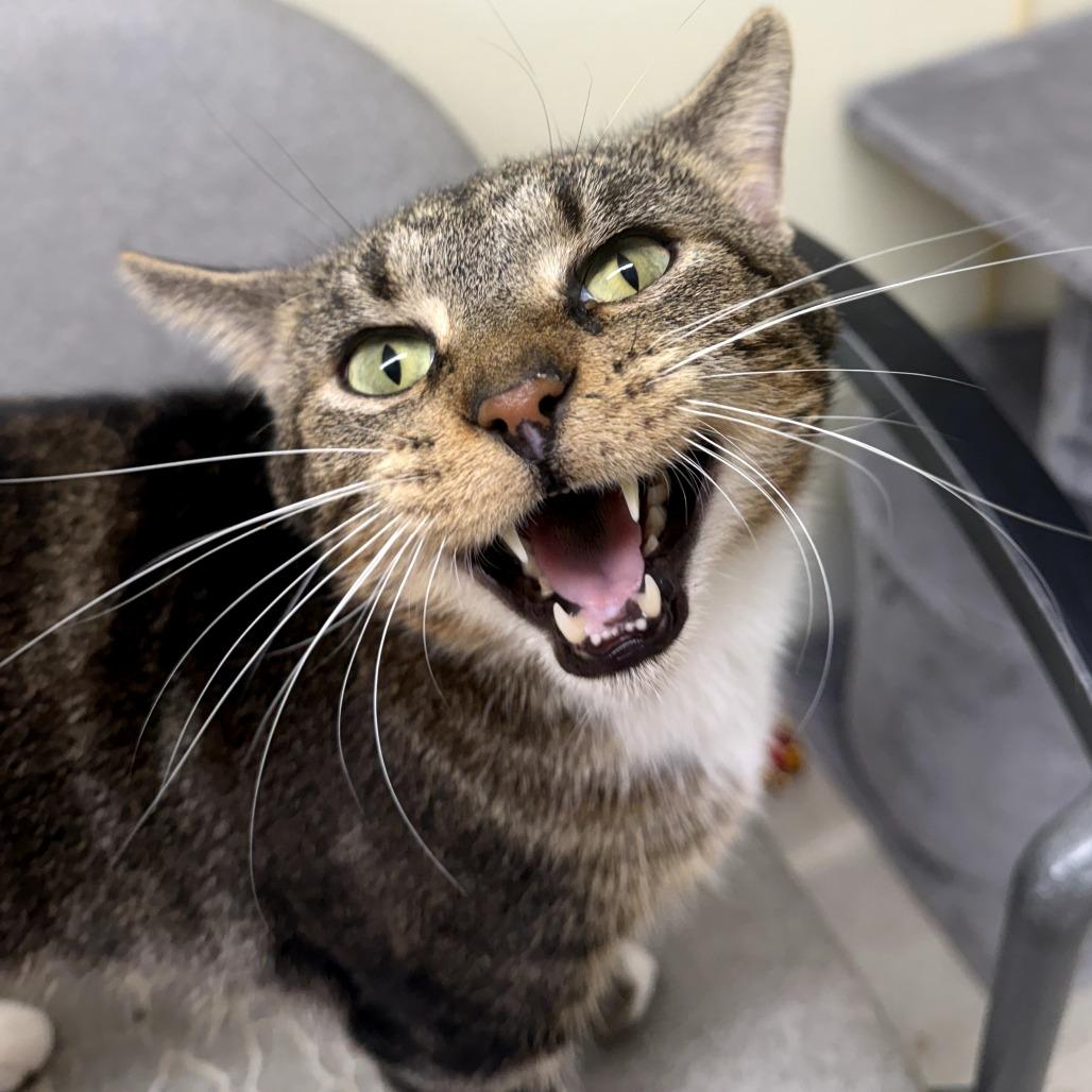 Farfalle, a Adoptable Domestic Short Hair in Pontiac, IL image 2/5