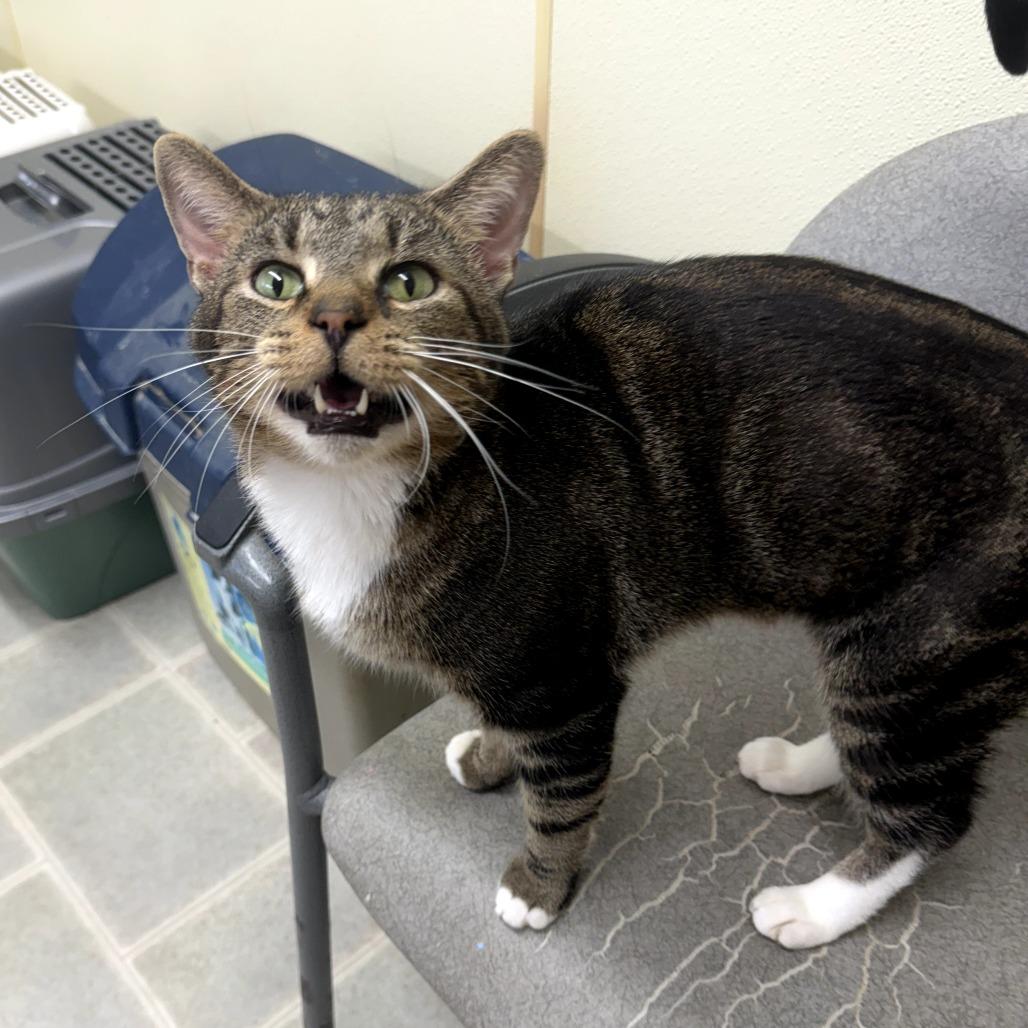 Farfalle, a Adoptable Domestic Short Hair in Pontiac, IL image 3/5