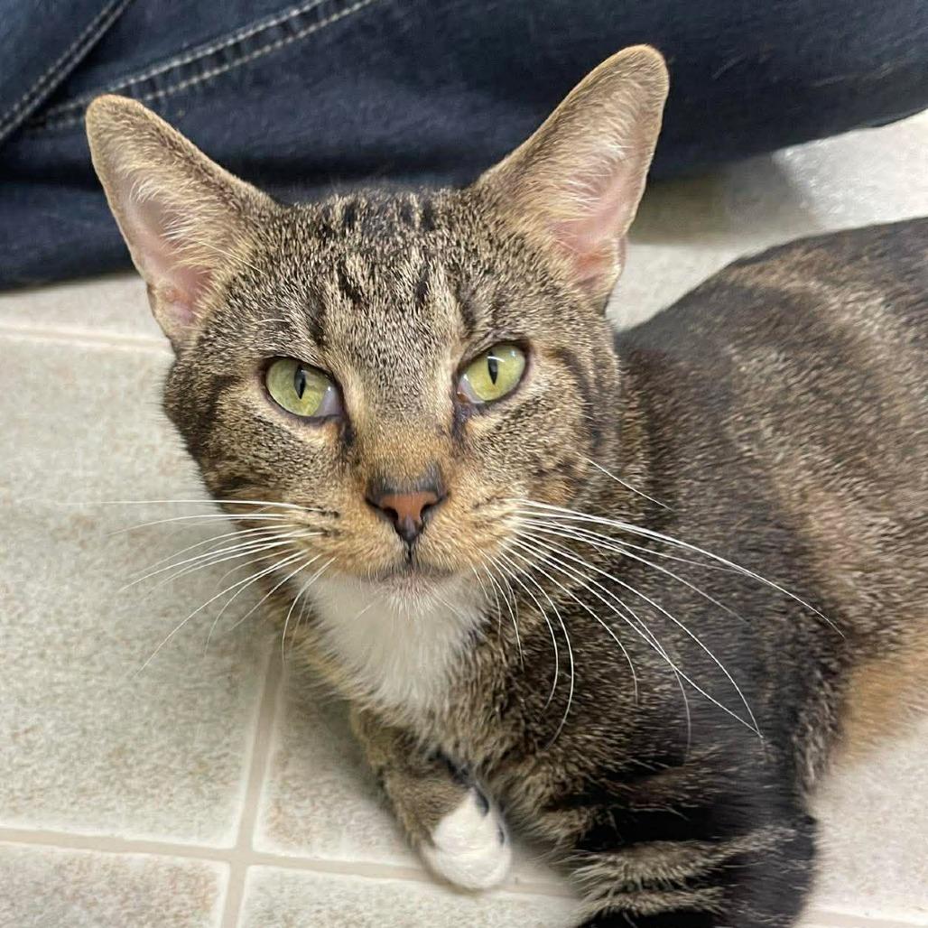 Farfalle, a Adoptable Domestic Short Hair in Pontiac, IL image 4/5