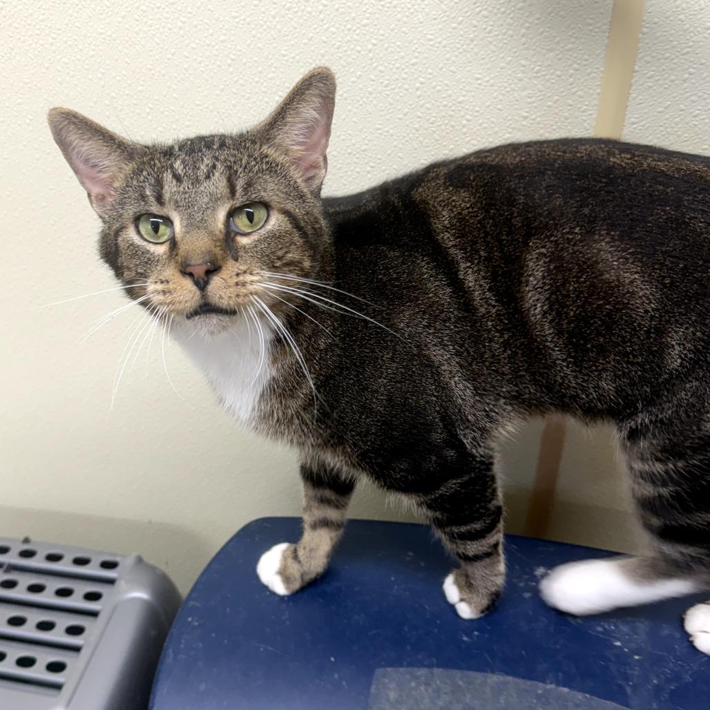 Farfalle, a Adoptable Domestic Short Hair in Pontiac, IL image 5/5