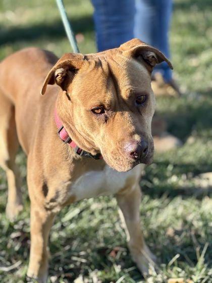 Muffin, Adoptable, Adult Female Mixed Breed & Mixed Breed.