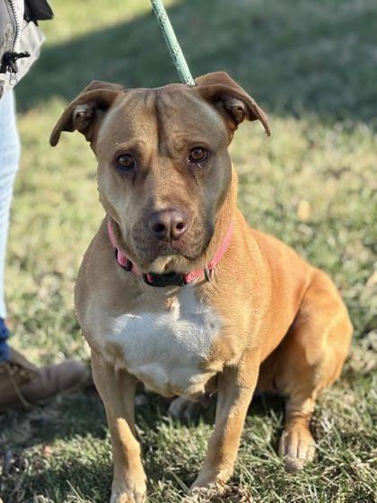 Muffin, a Adoptable mixed breed in Winchester, VA image 2/2