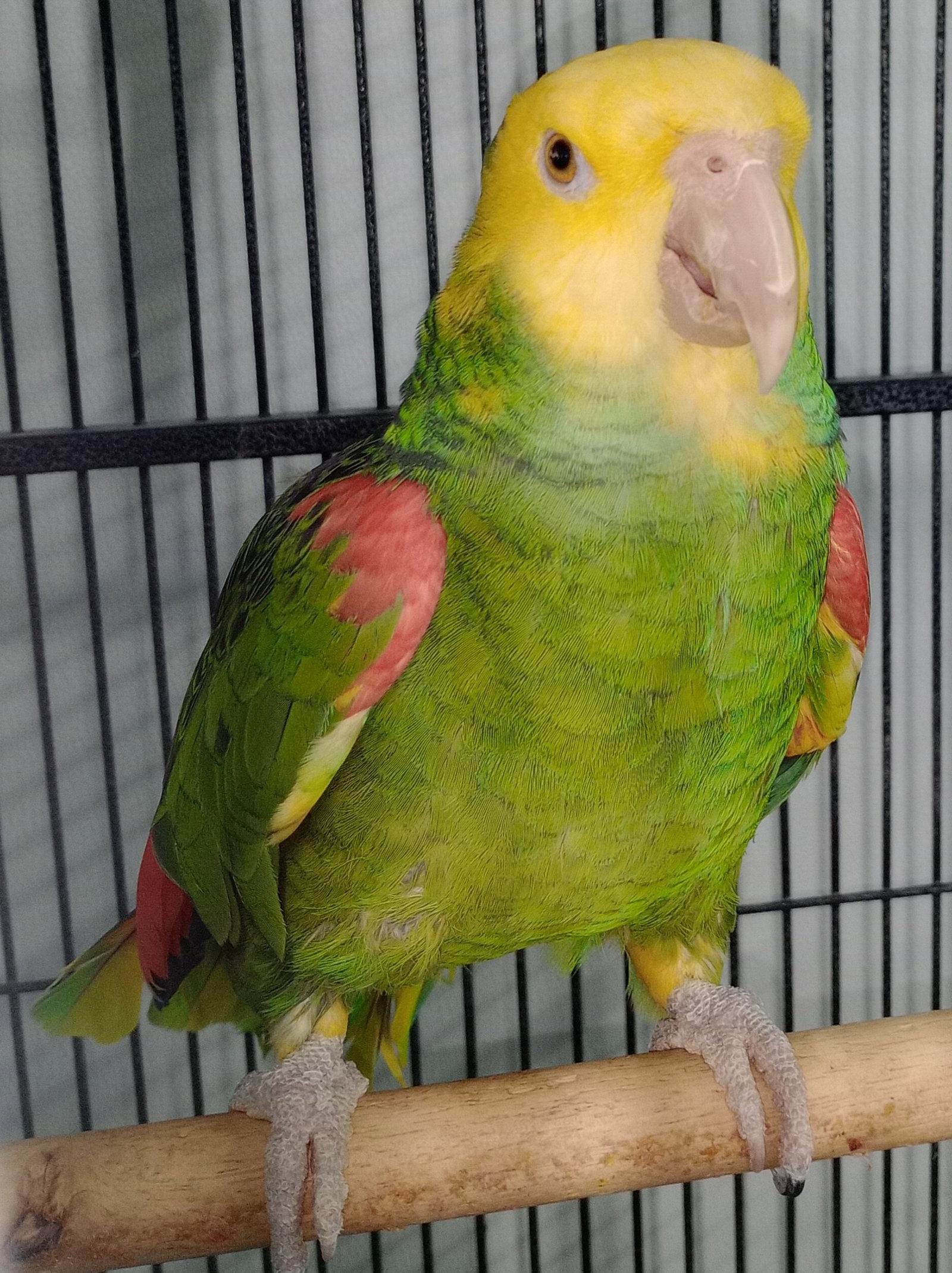 Coco, Adopted, Senior Male Amazon.