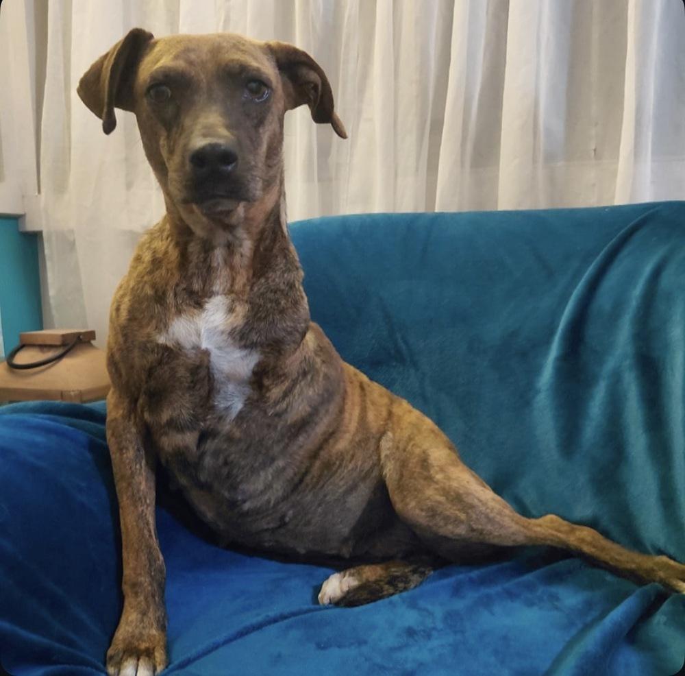 Coconut, Adoptable, Adult Female Plott Hound.