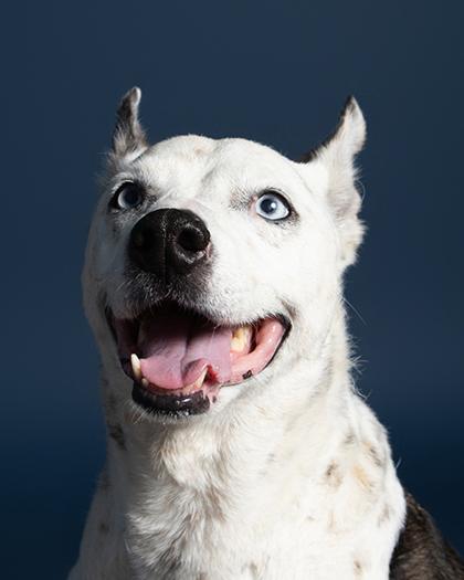 Enlarge Ivory, a Adoptable Mixed Breed in Leander, TX image 1/3
