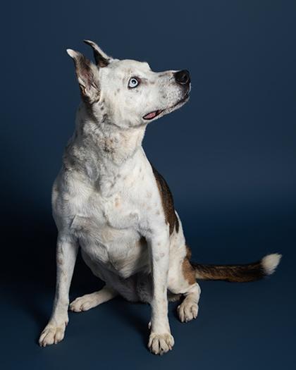 Ivory, Adoptable, Senior Female Mixed Breed & Mixed Breed.