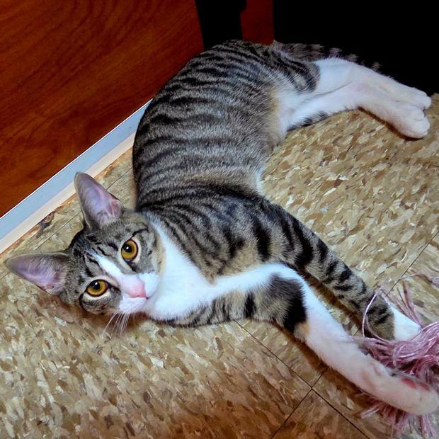 Olynn, Adoptable, Young Female Domestic Short Hair.