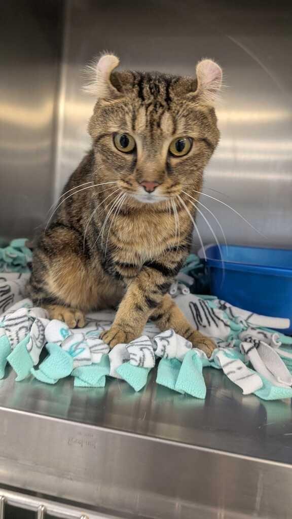 Enlarge FRANCESCA, a Adoptable American Curl in Athens, AL image 1/6