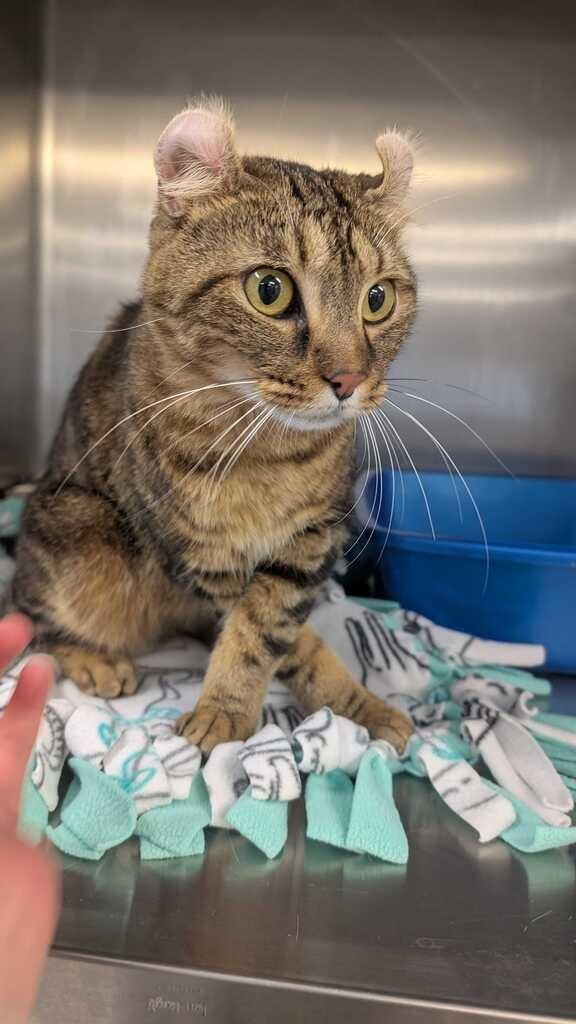 Enlarge FRANCESCA, a Adoptable American Curl in Athens, AL image 2/6