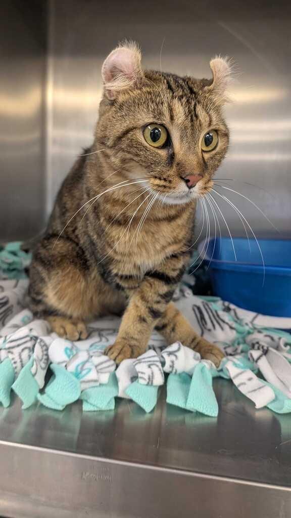 Enlarge FRANCESCA, a Adoptable American Curl in Athens, AL image 3/6