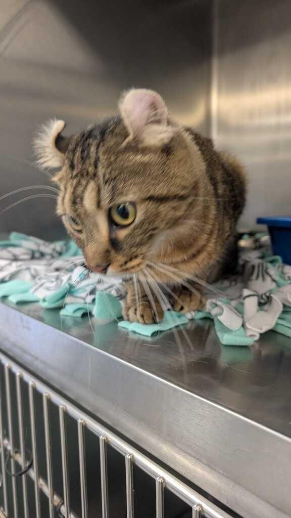 Enlarge FRANCESCA, a Adoptable American Curl in Athens, AL image 4/6