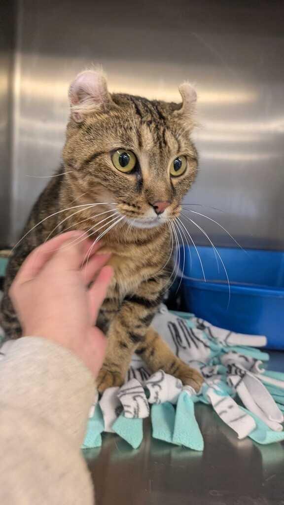 Enlarge FRANCESCA, a Adoptable American Curl in Athens, AL image 5/6