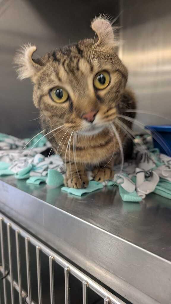 Enlarge FRANCESCA, a Adoptable American Curl in Athens, AL image 6/6