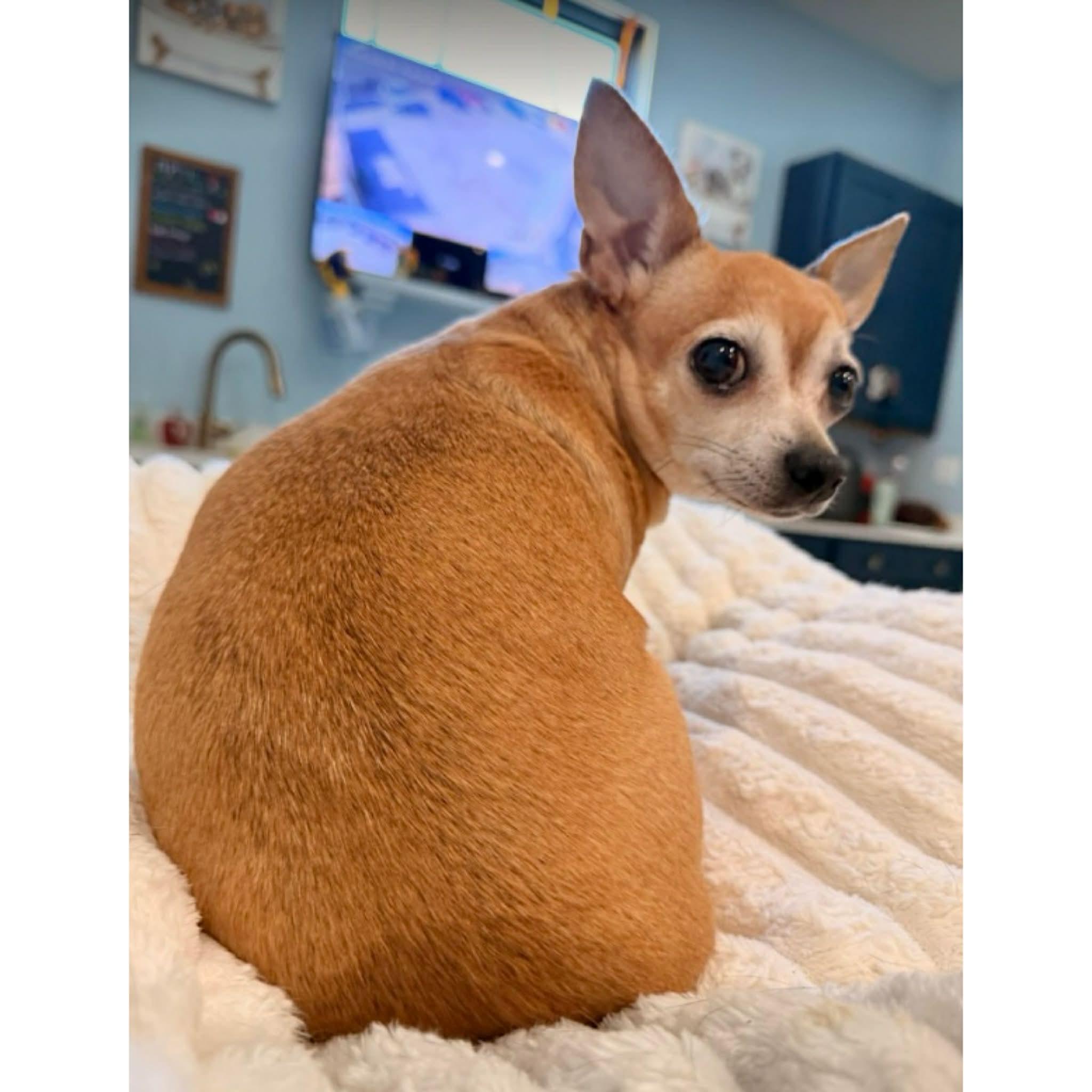 Enlarge Deb, a ADOPTABLE mixed breed in Boulder, CO image 4/4