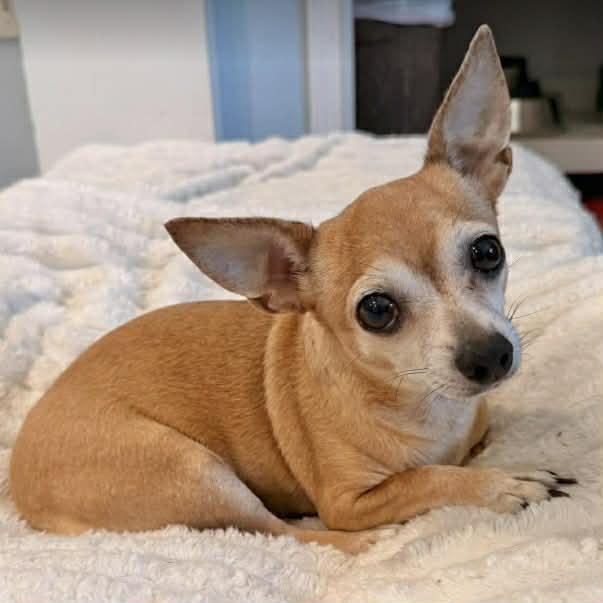 Deb, ADOPTABLE, Adult Female Chihuahua.