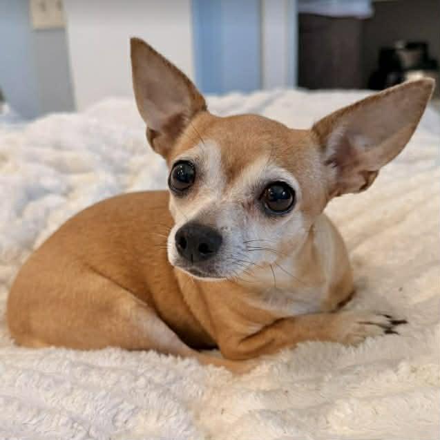 Enlarge Deb, a ADOPTABLE mixed breed in Boulder, CO image 3/4
