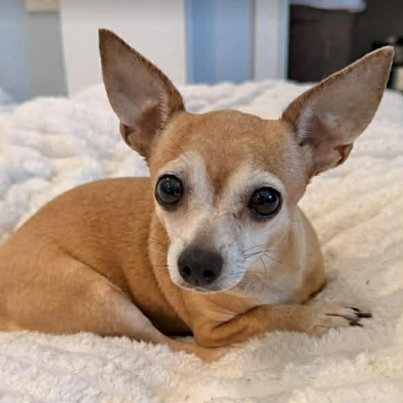 Enlarge Deb, a ADOPTABLE mixed breed in Boulder, CO image 2/4