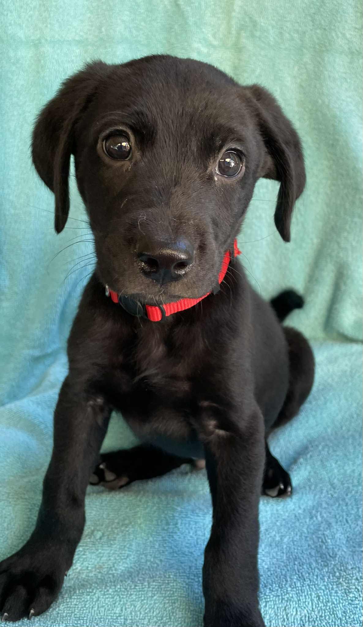 Forrest, Adoptable, Young Male Black Labrador Retriever & Labradoodle.