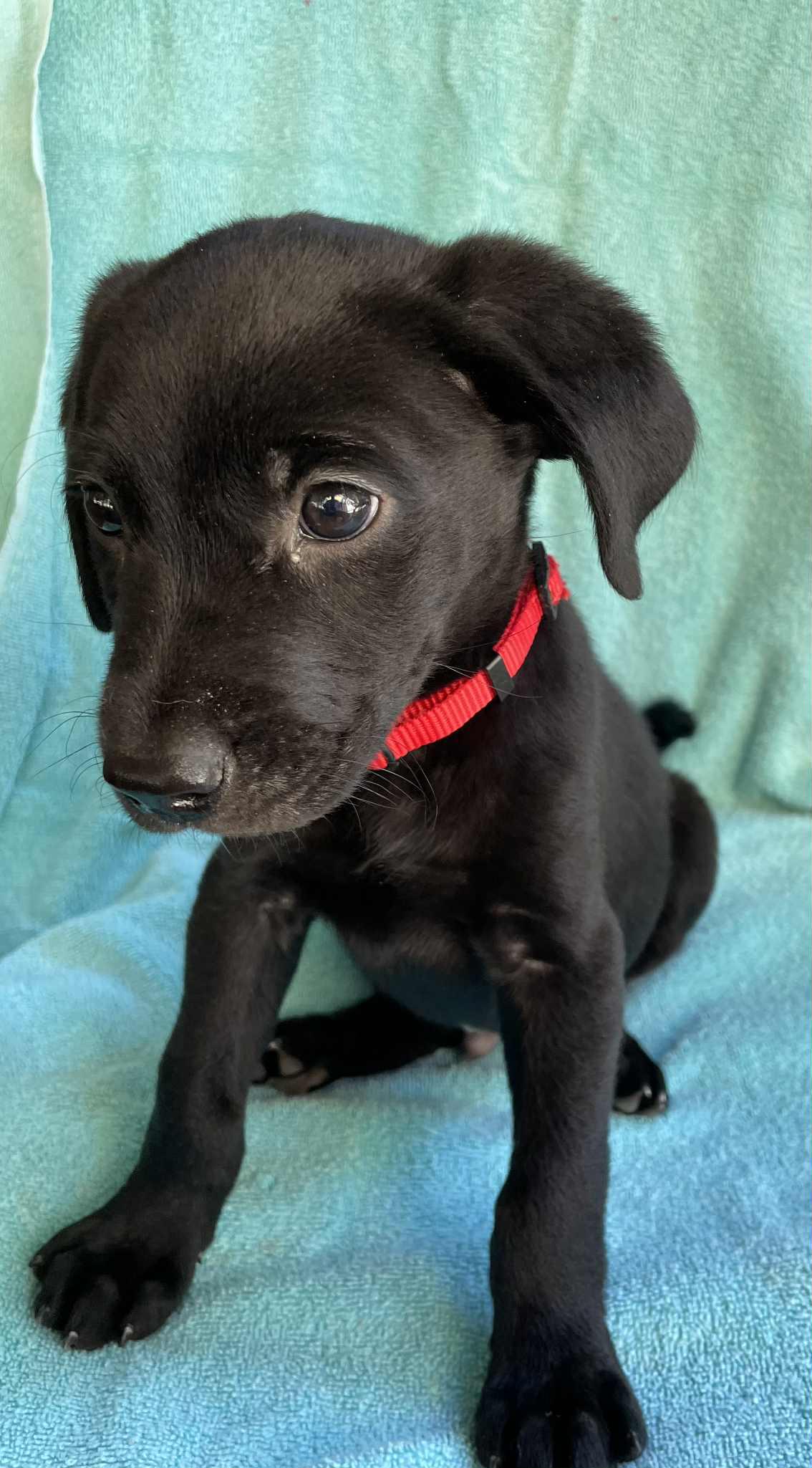 Forrest, an adoptable Black Labrador Retriever, Labradoodle in Pensacola, FL, 32502 | Photo Image 3