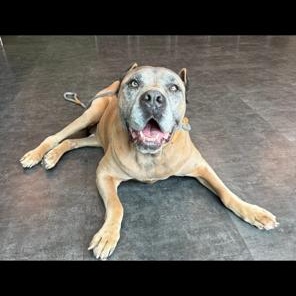 Enlarge Ariel, a Adoptable Cane Corso in Lodi, CA image 1/5