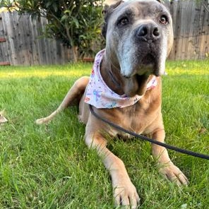 Enlarge Ariel, a Adoptable Cane Corso in Lodi, CA image 2/6