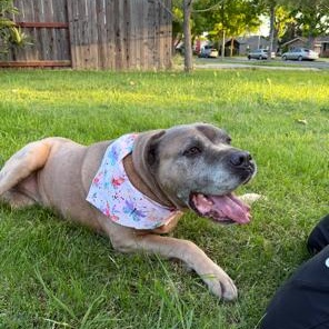 Enlarge Ariel, a Adoptable Cane Corso in Lodi, CA image 6/6