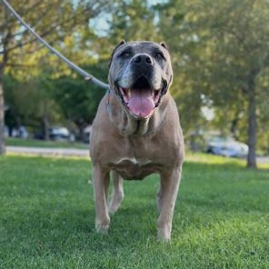 Ariel, Adoptable, Senior Female Cane Corso.