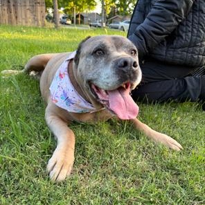 Ariel, Adoptable, Senior Female Cane Corso.