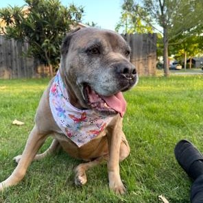 Enlarge Ariel, a Adoptable Cane Corso in Lodi, CA image 4/6
