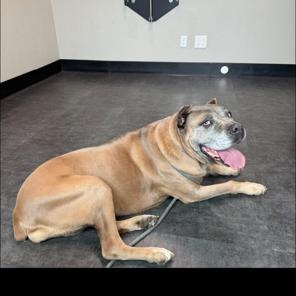 Enlarge Ariel, a Adoptable Cane Corso in Lodi, CA image 4/5